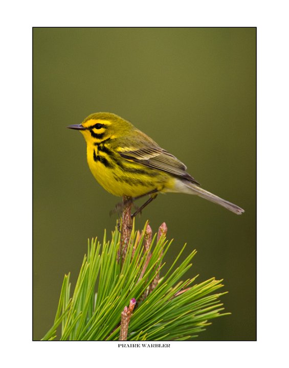 _0SB9833 praire warbler a11x14.jpg